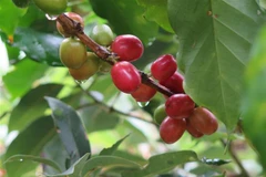 ​Càphê xuất khẩu sang Nga đạt 153 triệu USD, tăng trưởng 20%. (Ảnh: Dư Toán/TTXVN) 