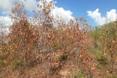 Rừng keo tại thị xã An Nhơn bị chết khô do nắng hạn. (Tường Quân/TTXVN) 