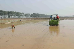 Hợp tác xã dịch vụ nông nghiệp Lai Thường, xã Lai Thường, huyện Thạch Thất, Hà Nội tích cực gieo cấy hơn 70ha lúa vụ Đông Xuân theo đúng khung thời vụ. (Ảnh: Vũ Sinh/TTXVN)