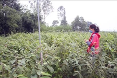 Cây dược liệu tại huyện Cam Lộ, Quảng Trị. (Ảnh: Hồ Cầu/TTXVN)