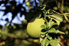 Đề nghị Hoa Kỳ mở cửa thị trường hơn nữa cho nông sản Việt Nam