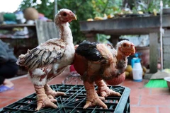 Gà Đông Tảo. (Ảnh: Phạm Kiên/TTXVN) 
