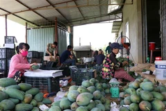 Chế biến xoài xuất khẩu tại huyện Mai Sơn, tỉnh Sơn La. (Ảnh: TTXVN) 