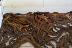 Mô hình nuôi lươn tại Kiên Giang. (Ảnh: Văn Sĩ/TTXVN)