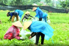 Phụ nữ Bắc Ninh đội mưa thu hoạch nông sản chi viện cho người Hà Nội