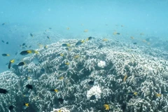 Đợt tẩy trắng san hô lớn thứ 2 trong thập kỷ