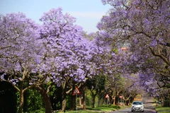 [Photo] Pretoria - thành phố hoa phượng tím của Nam Phi