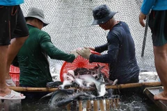 Thu hoạch cá tra cung cấp cho nhà máy chế biến phục vụ xuất khẩu tại hộ nông dân nuôi liên kết với doanh nghiệp ở xã Bình Hoà, huyện Châu Thành (An Giang). (Ảnh: Vũ Sinh/TTXVN( 