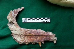 Hóa thạch thuộc Overoraptor chimentoi - một chi mới của loài khủng long ăn thịt Paraves. (Nguồn: bangkokpost.com) 