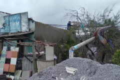 Trụ điện và cây trồng lâu năm ngã đổ khắp nơi trong thôn Đông Trì, xã Bình Hải, huyện Thăng Bình (Quảng Nam). (Ảnh: Đoàn Hữu Trung/TTXVN) 