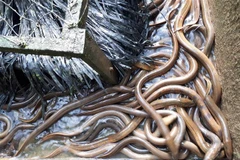 Lươn nuôi theo mô hình mới. (Ảnh: Ánh Tuyết/TTXVN) 