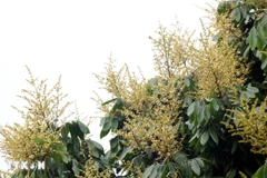 Đến thời điểm này, tỷ lệ cây ra hoa đạt khoảng 70% diện tích trồng nhãn ở Hưng Yên. (Ảnh: Đinh Văn Nhiều/TTXVN)