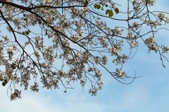 Chiêm ngưỡng vẻ đẹp thuần khiết của sắc hoa ban núi rừng Tây Bắc