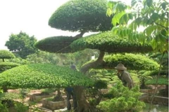 Về tỉnh Nam Định thăm làng nghề của những 'kỳ hoa dị thảo'