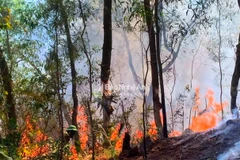 Sau hai giờ tích cực dập lửa, đến 16 giờ 30 phút ngày 30/5, đám cháy đã cơ bản được khống chế. (Nguồn: Báo Nghệ An) 