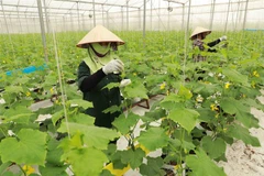 Hợp tác xã rau sạch Yên Dũng ở xã Tiến Dũng, huyện Yên Dung, tỉnh Bắc Giang có diện tích hơn 60ha trồng các loại rau ăn lá, mỗi tháng cung cấp khoảng 200 tấn sản phẩm phục vụ thị trường trong và ngoài tỉnh. (Ảnh: Vũ Sinh/TTXVN) 