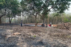 Hiện trường vụ nghi cháy vườn điều, điều khiến một người tử vong. (Ảnh: Đậu Tất Thành/TTXVN)