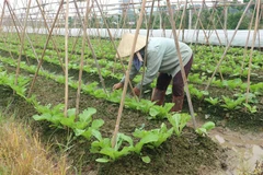 Bà Nguyễn Thị Nhàn, thôn Trung Oai, xã Tiên Dương, Đông Anh, đang chăm sóc ruộng rau cải canh sắp đến thời kỳ thu hoạch. (Ảnh Mạnh Khánh/TTXVN) 