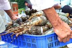 Hàng loạt vùng nuôi tôm hùm ở hai tỉnh Phú Yên và Khánh Hòa rơi vào cảnh lao đao. (Ảnh: Phạm Cường/TTXVN)