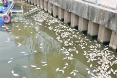 Xác cá dạt vào dọc khu vực bờ kè trên đường Trường Sa (quận Phú Nhuận). (Ảnh: Hồng Giang/TTXVN)