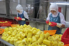 Chế biến dứa tại Công ty cổ phần Thực phẩm xuất khẩu Đồng Giao, thành phố Tam Điệp. (Ảnh: Thùy Dung/TTXVN)