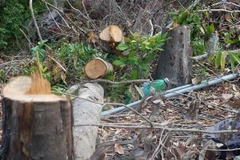 Hiện trường một vụ phá rừng. (Ảnh: Thanh Vân/TTXVN)