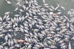 Xác cá nổi khắp mặt kênh. (Ảnh: Hồng Giang/TTXVN)