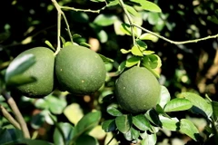 Bưởi da xanh ở 4 vùng trồng trên địa bàn tỉnh Bà Rịa-Vũng Tàu được cấp mã số vùng trồng xuất khẩu trái bưởi tươi đi thị trường Mỹ. (Ảnh: Hồng Đạt/TTXVN)