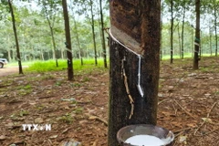 (Nguồn: TTXVN)