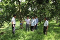 Tham quan vườn cây đầu dòng tại xã Hòa Hưng, huyện Cái Bè, tỉnh Tiền Giang. (Ảnh: Minh Trí/TTXVN)