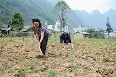 Gia đình bà Giàng Thị Pháy, thôn Pả Vi Thượng, xã Pả Vi, huyện Mèo Vạc, tỉnh Hà Giang cải tạo, chăm sóc 1ha vườn trồng xen kẽ ngô và các loại rau màu của gia đình. (Ảnh: Nam Thái/TTXVN)