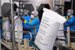 Tháng 9/2023, Việt Nam xuất khẩu hơn 605.400 tấn gạo, thu về 377,9 triệu USD. (Ảnh: Vũ Sinh/TTXVN)
