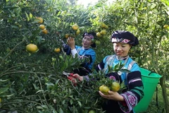 Người dân đồng bào dân tộc Bố Y, xã Lao Chải, thị trấn Mường Khương, tỉnh Lào Cai. (Ảnh: Quốc Khánh/TTXVN)