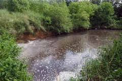 Hồ nước thải trong trại nuôi lợn với mùi hôi thối gây ô nhiễm môi trường. (Ảnh: Cao Nguyên/TTXVN)