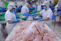 Dây chuyền chế biến cá tra xuất khẩu. (Ảnh: Vũ Sinh/TTXVN)