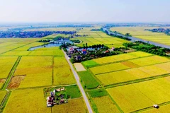 Cánh đồng lúa của nhân dân xã Ninh Thành, huyện Ninh Giang thuận lợi hơn trong việc canh tác và cho hiệu quả kinh tế cao. (Ảnh: Phương Hoa/TTXVN)