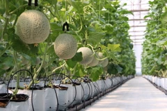 Hình ảnh bãi rác ô nhiễm ám ảnh một thời hóa thành vườn cây xanh mát