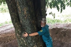 Điều tra vụ đào trộm cây giáng hương gần 100 năm tuổi ở Dầu Tiếng