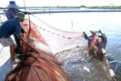 Thu hoạch tôm thẻ chân trắng của nông dân xã Giao Thiện, huyện Giao Thủy, tỉnh Nam Định. (Ảnh: Vũ Sinh/TTXVN)