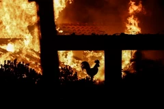 Nhà cửa bị thiêu rụi trong vụ cháy rừng tại Kineta, gần Athens, Hy Lạp ngày 23/7. (Nguồn: EFE-EPA/ TTXVN)