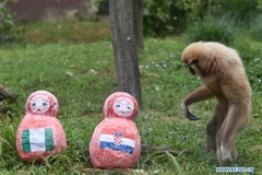 Con voọc tại vườn thú ở thủ đô Zagreb, được mệnh danh là 'nhà tiên tri' của Croatia. (Nguồn: Xinhua)