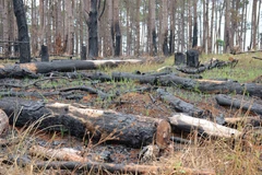 Gia Lai kỷ luật nhiều cán bộ cấp huyện, xã do để lâm tặc phá rừng 