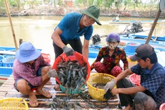Thu hoạch tôm càng xanh ở xã Vĩnh Hòa, huyện U Minh Thượng, Kiên Giang. (Ảnh: Lê Huy Hải/TTXVN)