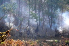 Nghệ An dập tắt vụ cháy lớn rừng thông tại Khánh Sơn