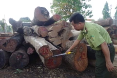 Số gỗ bị bắt giữ chủ yếu là giáng hương, căm xe, dầu gió (từ nhóm 2 đến nhóm 5), có chiều dài trên 2m. (Ảnh: Ngọc Minh/TTXVN)