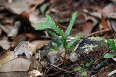 Cây Bách Xanh mới mọc. (Ảnh: Nguyễn Nam/TTXVN)