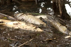 Cá chết nổi trên sông. (Ảnh: Phước Ngọc/TTXVN)