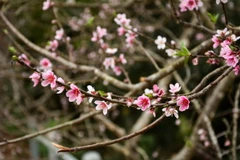 Đào rừng mang vẻ đẹp hoang dại được người dân rất ưa thích. (Ảnh: Xuân Tư/TTXVN)