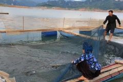 Người dân huyện Quỳnh Nhai thu hoạch cá thương phẩm. (Ảnh: Hữu Quyết/TTXVN)