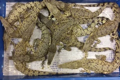 Cá sấu con còn sống bị thu giữ ở sân bay Heathrow. (Nguồn: news.sky.com)